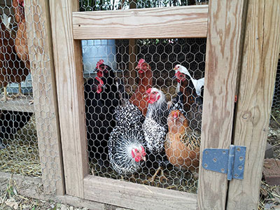 Chicken Coop